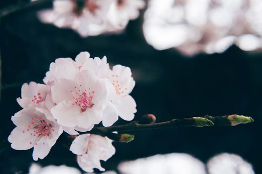 Cherry Blossom with Soft focus, Sakura season Background