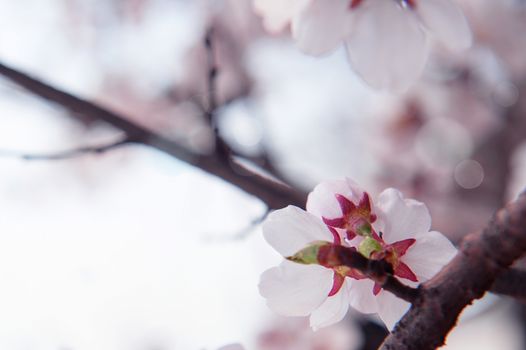 Cherry Blossom with Soft focus, Sakura season Background