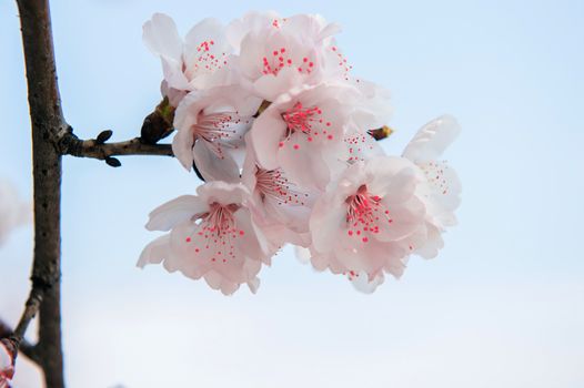 Cherry Blossom with Soft focus, Sakura season Background