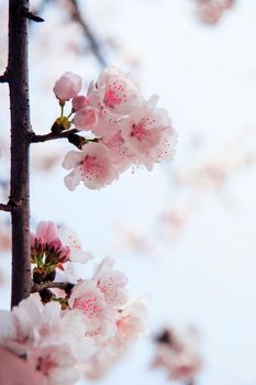 Cherry Blossom with Soft focus, Sakura season Background