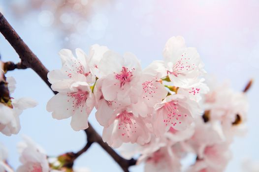 Cherry Blossom with Soft focus, Sakura season Background