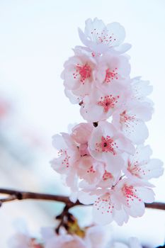 Cherry Blossom with Soft focus, Sakura season Background