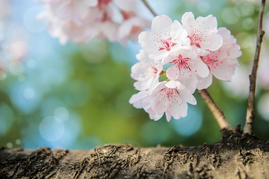 Cherry Blossom with Soft focus, Sakura season Background