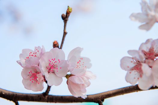 Cherry Blossom with Soft focus, Sakura season Background