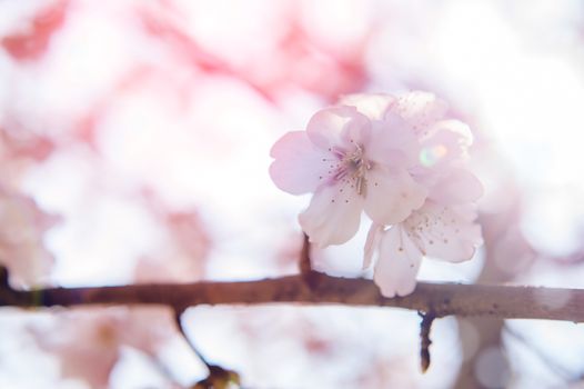 Cherry Blossom with Soft focus, Sakura season Background