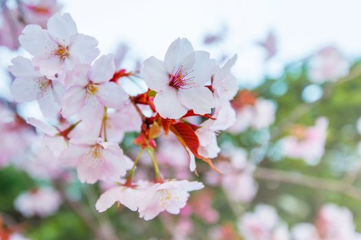 Cherry Blossom with Soft focus, Sakura season Background