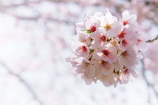 Cherry Blossom with Soft focus, Sakura season Background