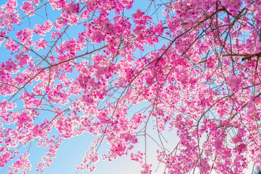 Cherry Blossom with Soft focus, Sakura season Background