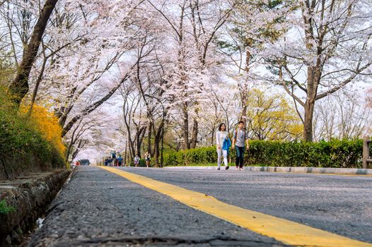 SEOUL,KOREA - APRIL 11 : Cherry blossom in Seoul tower namhansan. Tourists taking photos of the beautiful scenery around Seoul tower namhansan in Seoul,Korea on April 11,2015.