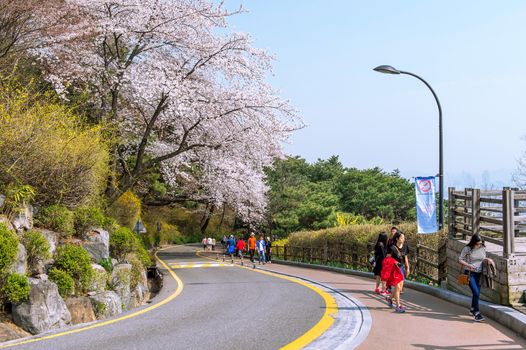 SEOUL,KOREA - APRIL 11 : Cherry blossom in Seoul tower namhansan. Tourists taking photos of the beautiful scenery around Seoul tower namhansan in Seoul,Korea on April 11,2015.