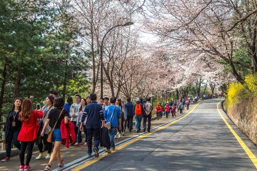 SEOUL,KOREA - APRIL 11 : Cherry blossom in Seoul tower namhansan. Tourists taking photos of the beautiful scenery around Seoul tower namhansan in Seoul,Korea on April 11,2015.