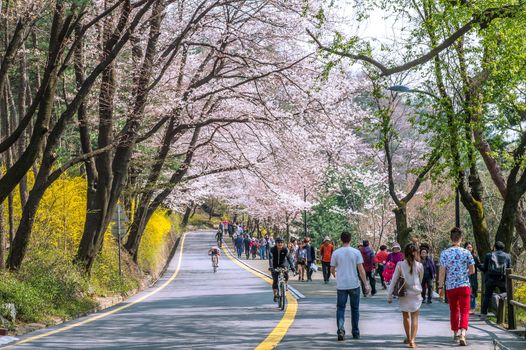 SEOUL,KOREA - APRIL 11 : Cherry blossom in Seoul tower namhansan. Tourists taking photos of the beautiful scenery around Seoul tower namhansan in Seoul,Korea on April 11,2015.