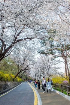 SEOUL,KOREA - APRIL 11 : Cherry blossom in Seoul tower namhansan. Tourists taking photos of the beautiful scenery around Seoul tower namhansan in Seoul,Korea on April 11,2015.