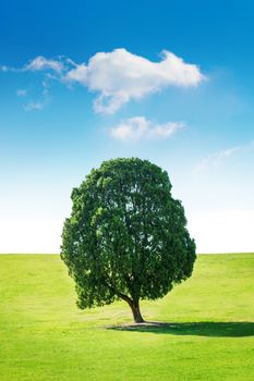 Single tree,Tree in field and blue sky.