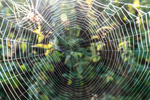 spider web with colorful background, nature series