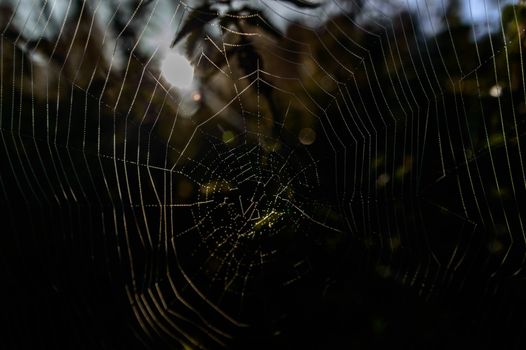 spider web with colorful background, nature series