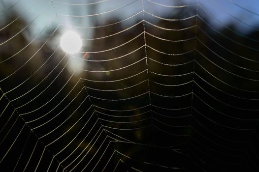 spider web with colorful background, nature series