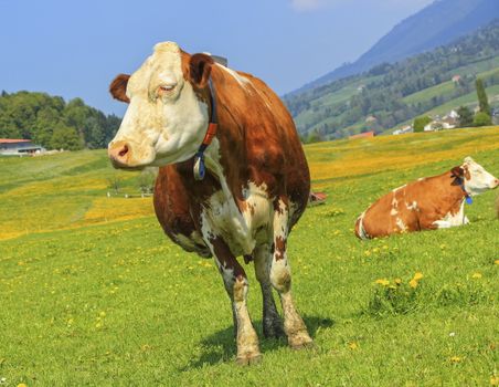 Famous brown and white fribourg cow resting in the meadow by springtime, Switzerland