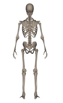 Rearview of human skeleton isolated in white background - 3D render