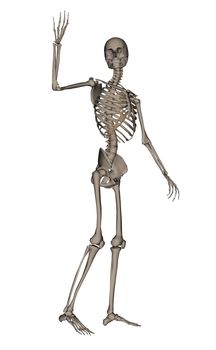 Frontview of human skeleton saying goodbye isolated in white background - 3D render