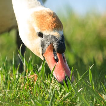 swan on blue lake water in sunny day, swans on pond, nature series