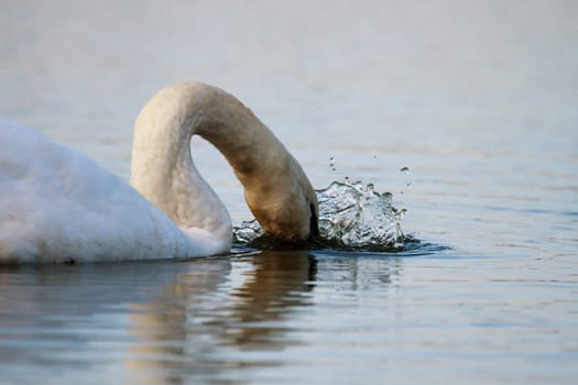 swan on blue lake water in sunny day, swans on pond, nature series