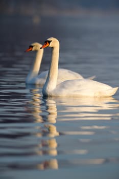 swan on blue lake water in sunny day, swans on pond, nature series