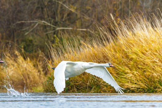 swan on blue lake water in sunny day, swans on pond, nature series