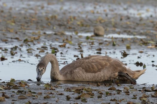 swan on blue lake water in sunny day, swans on pond, nature series