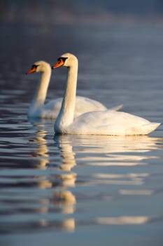 swan on blue lake water in sunny day, swans on pond, nature series