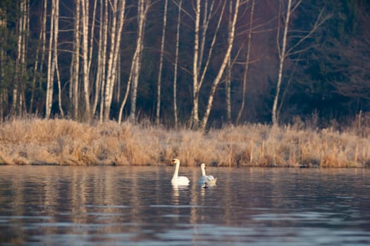 swan on blue lake water in sunny day, swans on pond, nature series