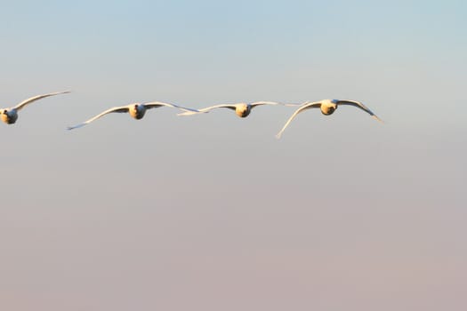 swan on blue lake water in sunny day, swans on pond, nature series