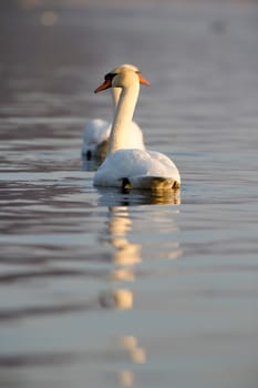 swan on blue lake water in sunny day, swans on pond, nature series