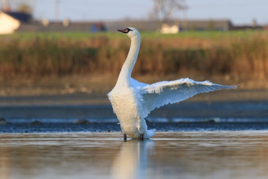 swan on blue lake water in sunny day, swans on pond, nature series