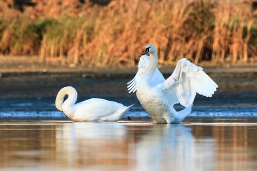 swan on blue lake water in sunny day, swans on pond, nature series