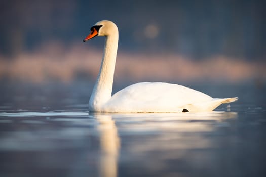 swan on blue lake water in sunny day, swans on pond, nature series