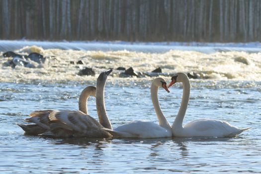 swan on blue lake water in sunny day, swans on pond, nature series