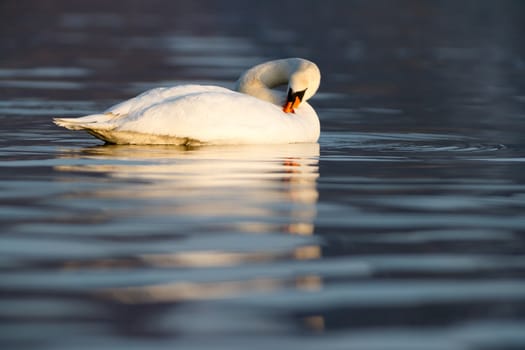 swan on blue lake water in sunny day, swans on pond, nature series