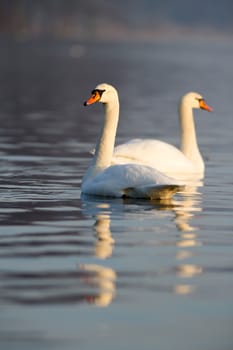 swan on blue lake water in sunny day, swans on pond, nature series