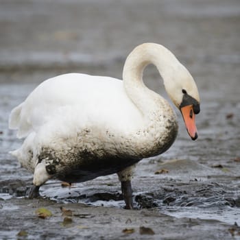 swan on blue lake water in sunny day, swans on pond, nature series