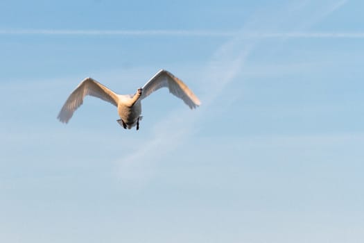 swan on blue lake water in sunny day, swans on pond, nature series