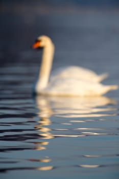 swan on blue lake water in sunny day, swans on pond, nature series