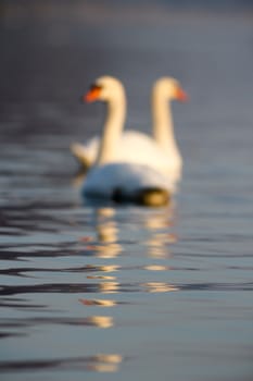 swan on blue lake water in sunny day, swans on pond, nature series