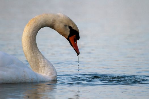 swan on blue lake water in sunny day, swans on pond, nature series