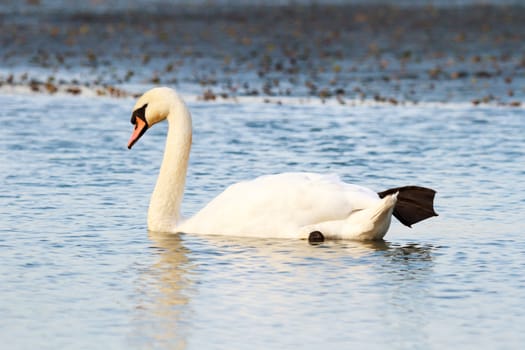 swan on blue lake water in sunny day, swans on pond, nature series