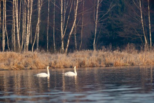 swan on blue lake water in sunny day, swans on pond, nature series