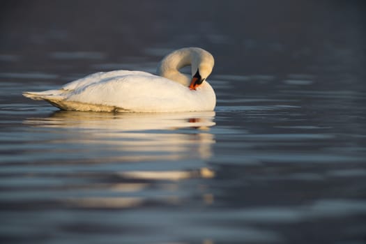 swan on blue lake water in sunny day, swans on pond, nature series