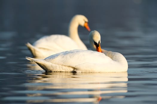 swan on blue lake water in sunny day, swans on pond, nature series