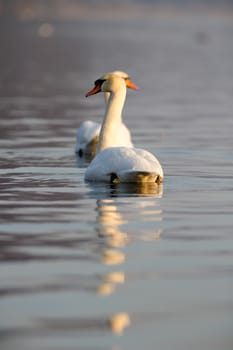 swan on blue lake water in sunny day, swans on pond, nature series