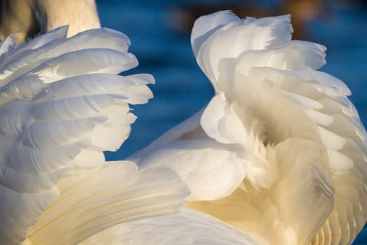 swan on blue lake water in sunny day, swans on pond, nature series